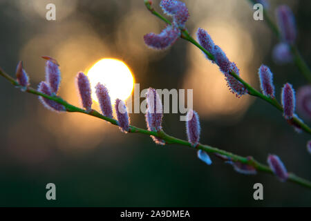 Salix x rubra 'eugenei' - Willow palmkätzchen mit der aufgehenden Sonne im späten Februar Stockfoto