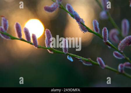 Salix x rubra 'eugenei' - Willow palmkätzchen mit der aufgehenden Sonne im späten Februar Stockfoto