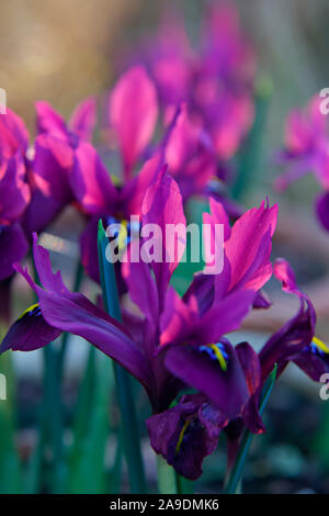 'George' (Iris Reticulata) NGM Stockfoto