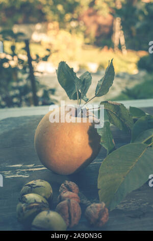 Die Zeit der Ernte - Walnüsse und Apple liegen auf einem Tisch im Garten Stockfoto