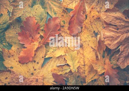 Herbstliche Hintergrund mit verwelkte Blätter. Eine bunte Zeichen für diese Jahreszeit, Herbst Stockfoto