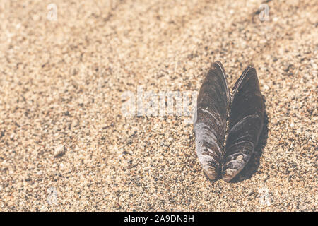 Eine geöffnete Muschel am Strand Stockfoto