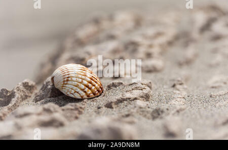 Eine Muschel am Strand am Meer Stockfoto