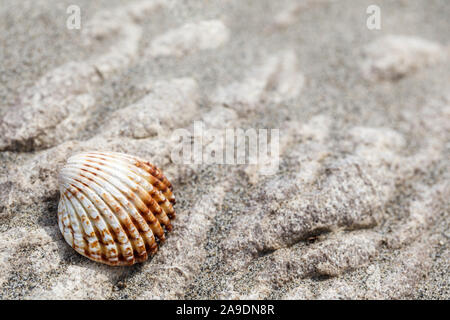 Eine Muschel am Strand am Meer Stockfoto