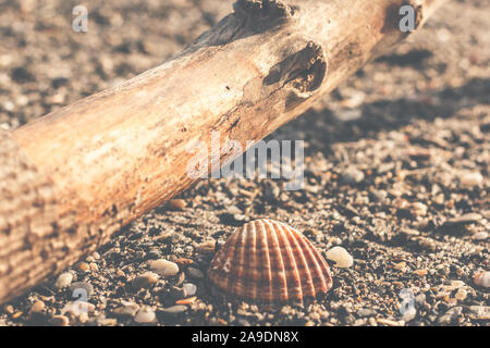 Eine Muschel am Strand am Meer Stockfoto