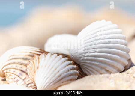 Muscheln liegen auf einem Strand am Meer Stockfoto