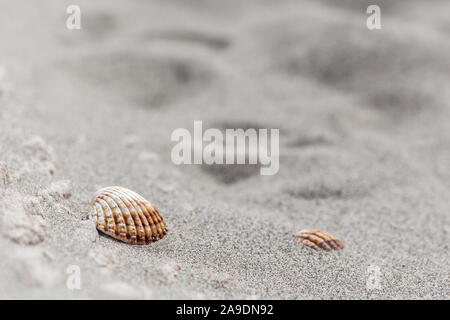 Muscheln liegen auf einem Strand am Meer Stockfoto