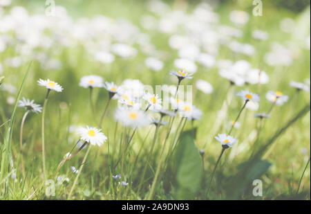 Gänseblümchen auf einer Wiese in der Sonne Stockfoto