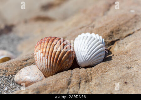 Muscheln liegen auf einem Strand am Meer Stockfoto