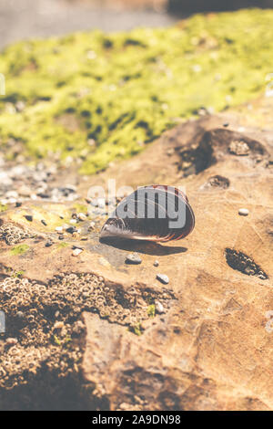 Eine geöffnete Muschel auf einem Felsen am Meer Stockfoto