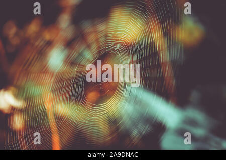 Ein Spinnennetz auf einer Wiese im Herbst, Indian Summer Stockfoto