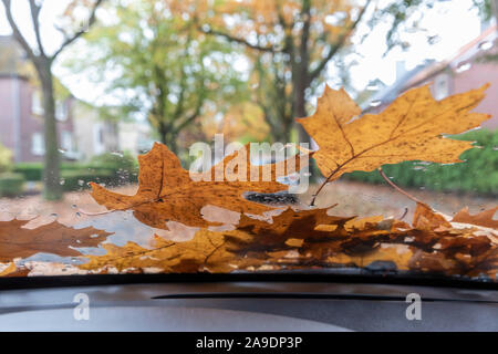 Blick von innen auf die Windschutzscheibe eines Autos unter Die fallenden Blätter, nass, Stockfoto