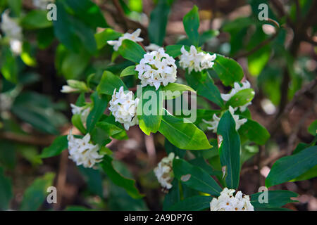 Daphne Odora F. Alba "Sakiwaka" Stockfoto