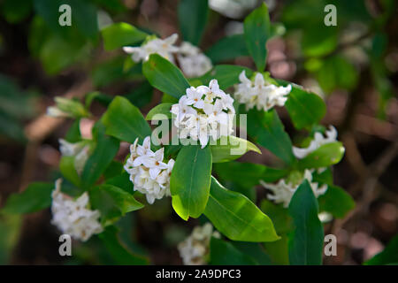 Daphne Odora F. Alba "Sakiwaka" Stockfoto