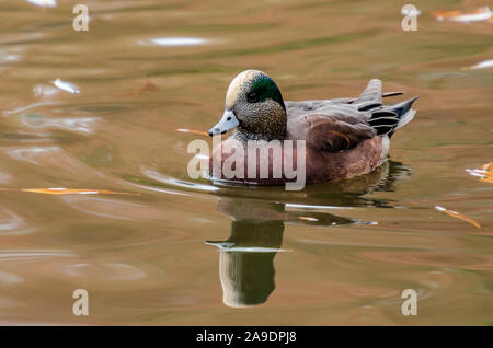 Pfeifente Drake an Cannon Hill Park Stockfoto