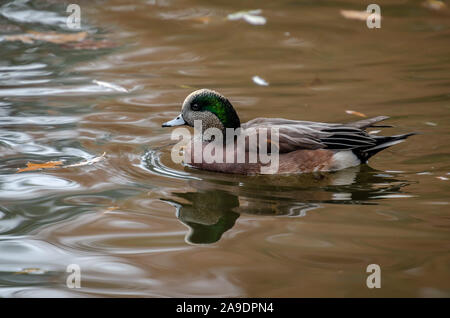 Pfeifente Drake an Cannon Hill Park Stockfoto