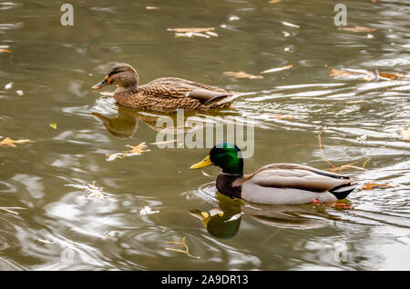 Stockenten bei Cannon Hill Park Stockfoto