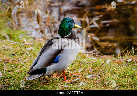 Stockente Erpel an Cannon Hill Park Stockfoto