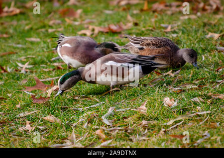 Pfeifente Enten füttern bei Cannon Hill Park Stockfoto