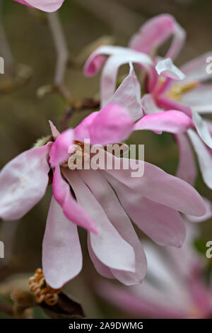 Magnolia X loebneri 'Leonard Messel' AGM Stockfoto