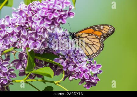 Monarch butterfly auf ein fliederbusch in Nordwisconsin. Stockfoto