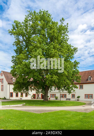 Deutschland, Baden-Württemberg, Dürmentingen - Heudorf, Kalk-Baum im Hof von Schloss Heudorf Stockfoto