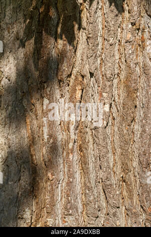 Deutschland, Baden-Württemberg, Rastatt - Förch, Kruste, Amerikanische ambergris Baum, Liquidambar styraciflua, die bereits in den USA, Mexiko und Guatemala, auch Stockfoto