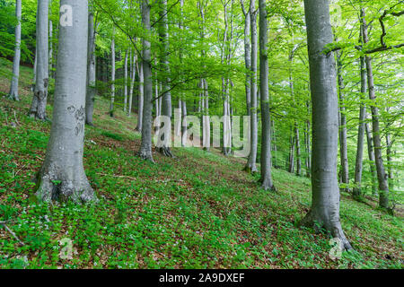 Deutschland, Baden-Württemberg, Albstadt - Ebingen, Buchen Holz am Ochsenberg Stockfoto