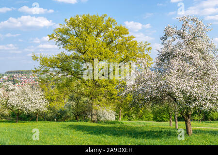 Deutschland, Baden-Württemberg, Altenriet, Stieleiche, Quercus robur, in der Blume, die gemeinsame Eiche wird auch als Pedunculate oak oder deutscher Eiche Stockfoto