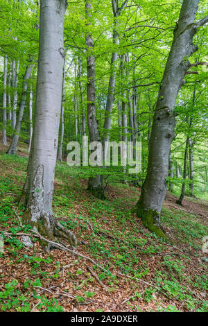 Deutschland, Baden-Württemberg, Albstadt - Ebingen, Buchen Holz in den Ochsenberg Stockfoto