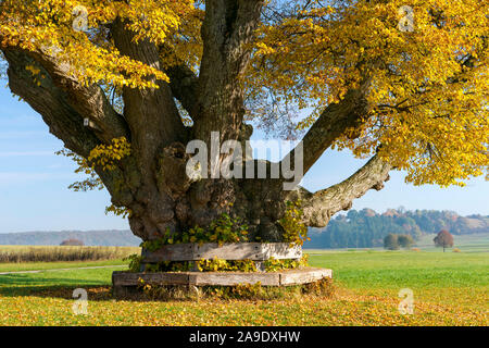 Deutschland, Baden-Württemberg, Hildrizhausen, obere Linde im Würmtal Stockfoto