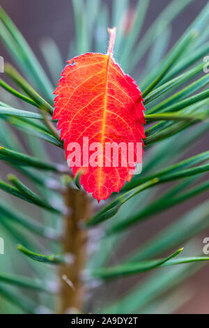 Scots Kiefern (Pinus sylvestris), rote Blätter, Herbst Stockfoto