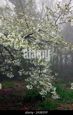 Prunus ist hirotae" Hauptversammlung auf einem nebelhaften Frühling Morgen Stockfoto