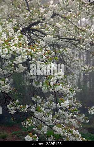 Prunus ist hirotae" Hauptversammlung auf einem nebelhaften Frühling Morgen Stockfoto