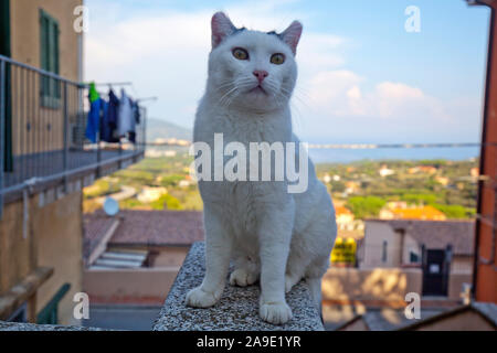 Weiße Katze sitzt auf der Wand vor Häusern Stockfoto