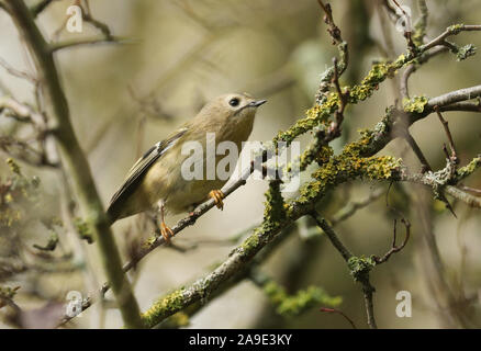 Ein süßes Goldcrest Regulus Regulus, hocken auf einem Flechten bedeckt. Zusammen mit der Firecrest, ist es der britischen kleinsten einheimischen Vogel. Stockfoto