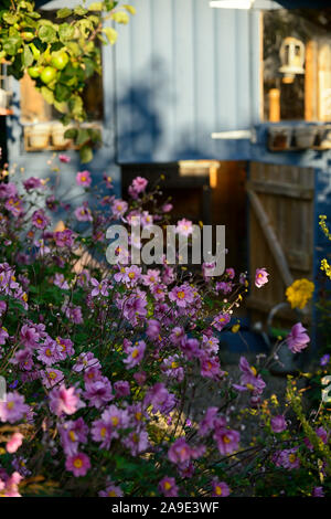 Anemone hupehensis var japonica, Lila Blume, Blumen, Blüte, Cuneata, Herbst, Sommer, Display, Cottage Garten, Gartenhäuschen, Gärten, Stauden, p Stockfoto