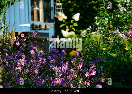 Anemone hupehensis var japonica, Lila Blume, Blumen, Blüte, Cuneata, Herbst, Sommer, Display, Cottage Garten, Gartenhäuschen, Gärten, Stauden, p Stockfoto