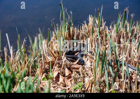 Europa, Dänemark, Møn. Ring Schlange im Schloss Liselund. Stockfoto