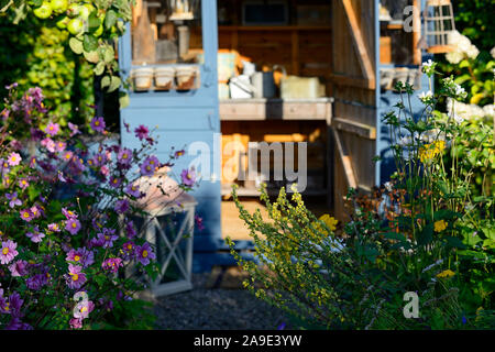 Anemone hupehensis var japonica, Lila Blume, Blumen, Blüte, Cuneata, Herbst, Sommer, Display, Cottage Garten, Gartenhäuschen, Gärten, Stauden, p Stockfoto