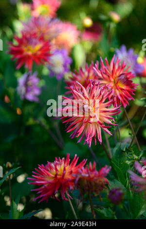 Dahlie Vancouver, Dinnerplate Dahlien, Lila, Rosa, Blume, Blumen, Blüte, RM Floral Stockfoto