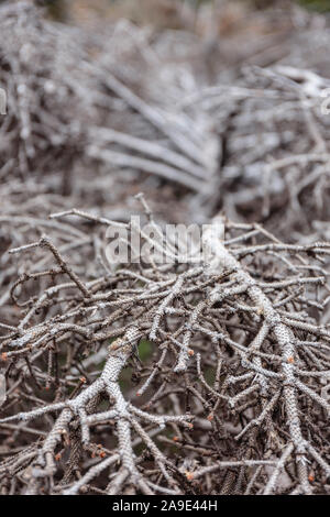 Europa, Deutschland, Niedersachsen, Harz. totes Holz am Ufer des Oderteich fast ausgetrocknet nach dem Sommer, im Nationalpark Harz 2018. Stockfoto