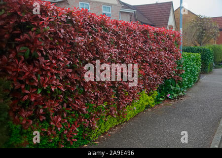 Photinia x fraseri 'Red Robin' AGM-Evergreen suburban Hedge angezeigt Neues Wachstum im Frühling mit Euonymus wächst an der Basis Stockfoto