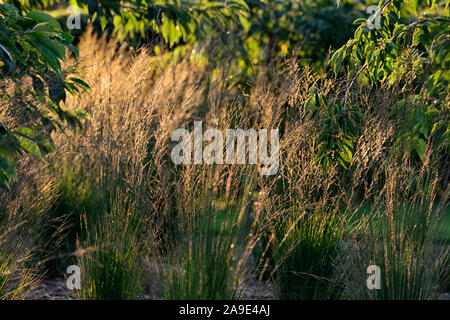 Calamagrostis x acutiflora Karl Foerster, Feder grase Karl Foerster, Ziergräser, Gras, Abendlicht, Hintergrundbeleuchtung, Hintergrundbeleuchtung, Glühen, Gärten, gar Stockfoto