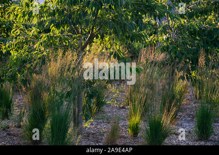 Calamagrostis x acutiflora Karl Foerster, Feder grase Karl Foerster, Ziergräser, Gras, Abendlicht, Hintergrundbeleuchtung, Hintergrundbeleuchtung, Glühen, Gärten, gar Stockfoto