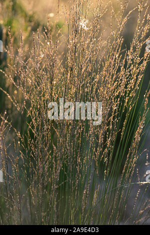 Calamagrostis x acutiflora Karl Foerster, Feder grase Karl Foerster, Ziergräser, Gras, Abendlicht, Hintergrundbeleuchtung, Hintergrundbeleuchtung, Glühen, Gärten, gar Stockfoto