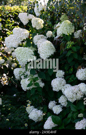 Hydrangea paniculata Limelight, rispe, Rispen, Blumen, blüte, blume, weiß, Gartenarbeit, RM Floral Stockfoto