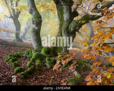 Herbstliche Beeches in den Nebel, der Nationalpark Kellerwald, Hessen, Deutschland Stockfoto