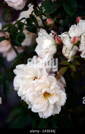 Rosa, rose Susan Susan Williams-Ellis Williams-Ellis, Strauch, Rose, Rosen, weissen, Blume, Blumen, Blüte, RM Floral Stockfoto