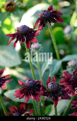 Rudbeckia hirta Cherry Brandy, rot, purpur Blumen, Blumen, Blüte, mehrjährig, Mix, mixed Border, Kombination, RM Floral Stockfoto